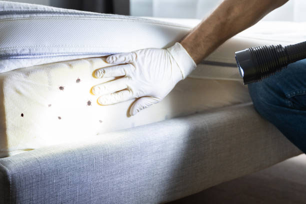 Best Pest Removal Services  in Springfield, MO